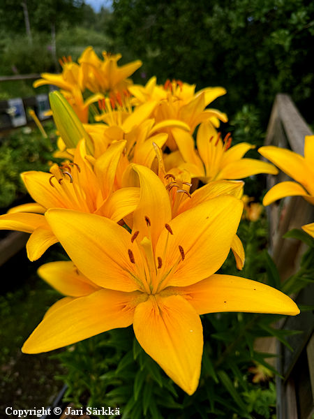 Lilium Hollandicum-Ryhm� 'Yellow County', tarhasarjalilja